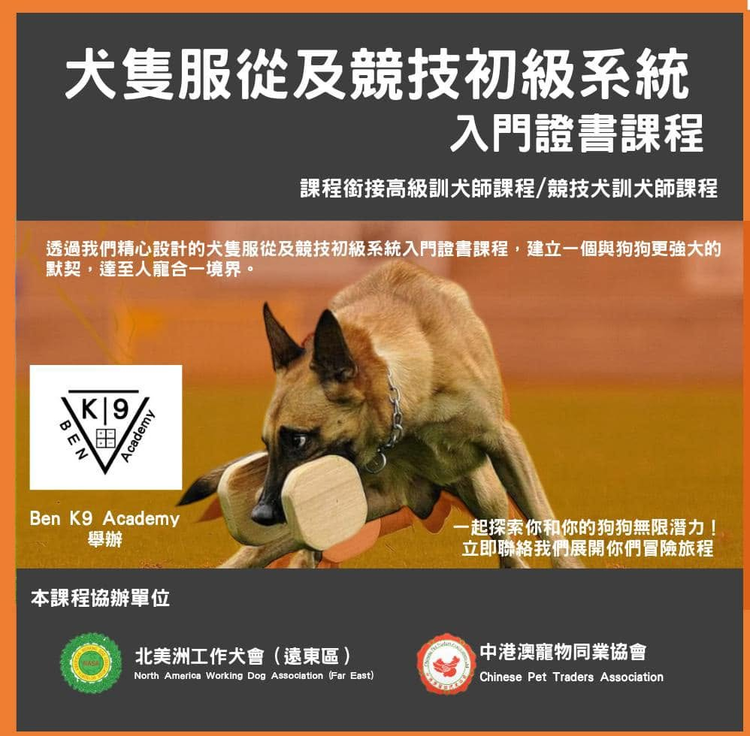 犬隻服從及競技初級系統入門證書課程海報，比利時瑪連萊犬咬著訓練啞鈴