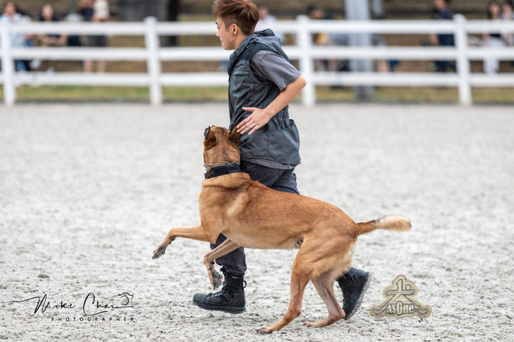 年輕導師帶領工作犬在沙地上進行隨行示範