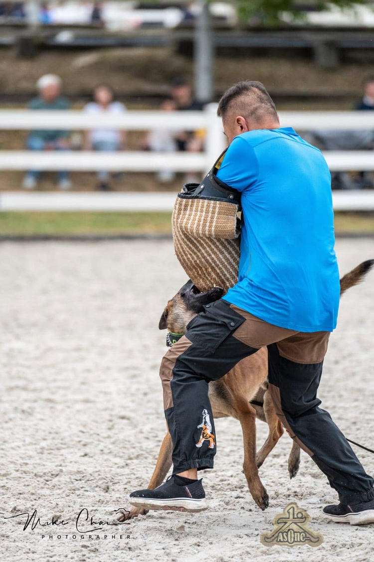 導師穿上護臂，與工作犬進行護衛訓練示範