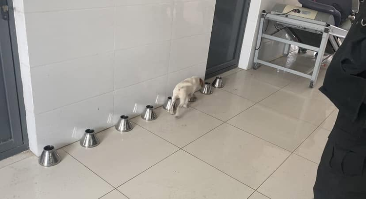 小型搜索犬在一排不鏽鋼氣味罐之間進行氣味辨別訓練