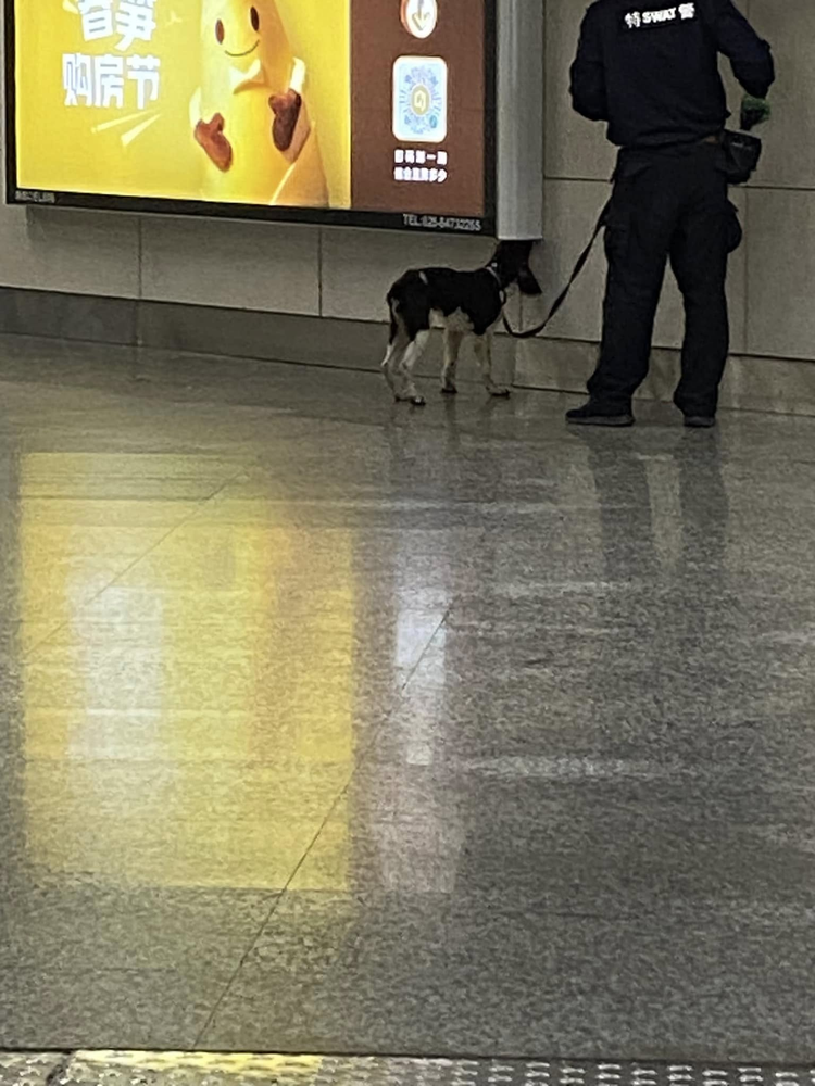 搜索犬在地鐵站內隨訓導員巡查